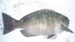 濱ノ瀬漁港　フカセ釣りでグレ29cm 夕方の上げ潮狙い☆