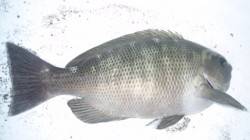 濱ノ瀬漁港　フカセ釣りでグレ29cm 夕方…