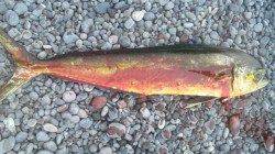 煙樹ヶ浜でショアジギング　見事シイラGET！