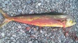 煙樹ヶ浜でショアジギング　見事シイラGET…