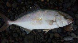 煙樹ヶ浜　朝のショアジギングでカンパチ31cmがヒット