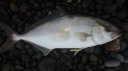 煙樹ヶ浜　朝のショアジギングでカンパチ31…