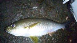 三尾漁港　フカセでイサギ31cm・グレ33cm・ガシラの釣果