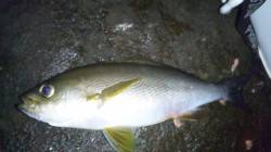 三尾漁港　フカセでイサギ31cm・グレ33…