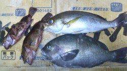 三尾漁港　フカセでイサギ31cm・グレ33cm・ガシラの釣果