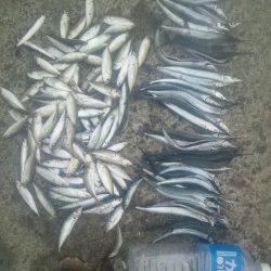 アジュール舞子　サビキ＆サヨリ釣りは快釣☆　大サバは場所もあり顔見れず