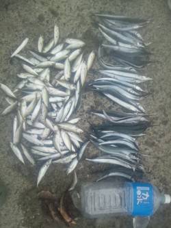 アジュール舞子　サビキ＆サヨリ釣りは快釣☆…