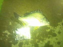 淀川河口　流し釣り＆ブッコミ釣りで、キビレ…