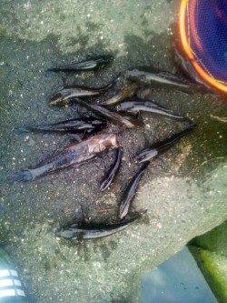 淀川河口　ウキ釣りでカワアナゴ好調☆