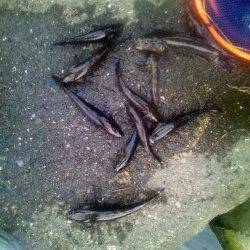 淀川河口　ウキ釣りでカワアナゴ好調☆