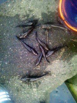 淀川河口　ウキ釣りでカワアナゴ好調☆