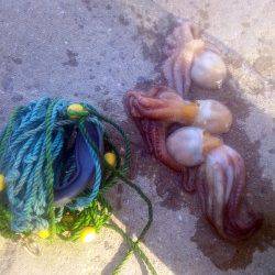 舞洲　夕方のタコ釣りでタコ3バイ　初めての方にもオススメ☆