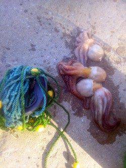 舞洲　夕方のタコ釣りでタコ3バイ　初めての方にもオススメ☆