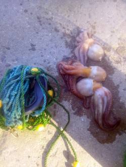 舞洲　夕方のタコ釣りでタコ3バイ　初めての…