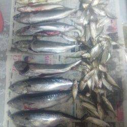 シモツピアーランドでかご釣り＆浮き釣りの釣果