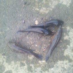 淀川河口でカワアナゴの釣果