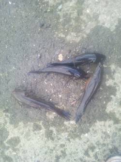 淀川河口でカワアナゴの釣果