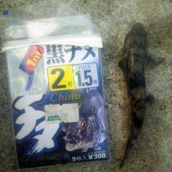 淀川河口　キビレ狙いも釣果はハゼ　ハゼは狙えば数釣れそう