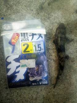 淀川河口　キビレ狙いも釣果はハゼ　ハゼは狙…