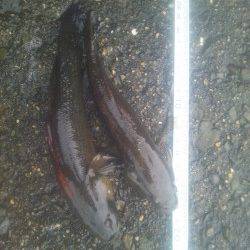 淀川河口ウキ釣りでカワアナゴの釣果