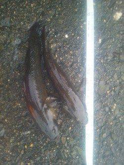 淀川河口ウキ釣りでカワアナゴの釣果