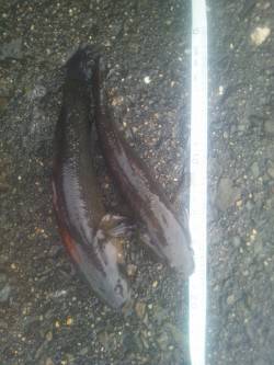 淀川河口ウキ釣りでカワアナゴの釣果