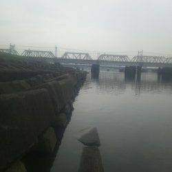 淀川河口ウキ釣りでカワアナゴの釣果