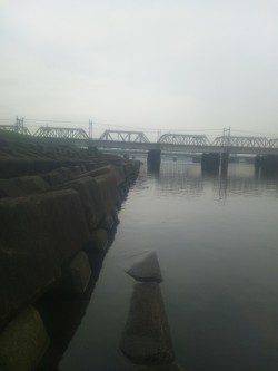 淀川河口ウキ釣りでカワアナゴの釣果