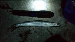 谷川漁港　5cmミノーでカマス〜30cm5…