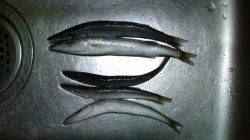 谷川漁港　5cmミノーでカマス〜30cm5匹　アジングは豆アジのバイトのみ