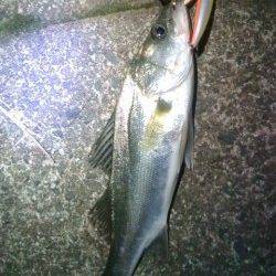 円山川でのシーバス釣果