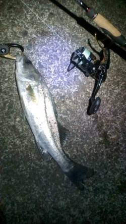 円山川でのシーバス釣果