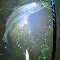 津居山港　南風が強い中シーバス60cmをキャッチ☆　エラ洗いのバラシも