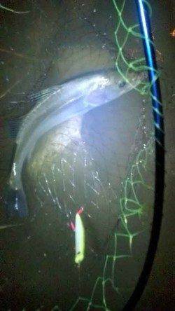 津居山港　南風が強い中シーバス60cmをキャッチ☆　エラ洗いのバラシも