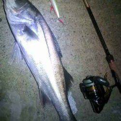 津居山港　南風が強い中シーバス60cmをキャッチ☆　エラ洗いのバラシも