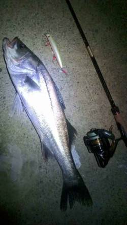 津居山港　南風が強い中シーバス60cmをキ…