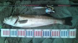 香住東港　明け方にシーバス84cm!!　初…