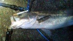 香住東港　明け方にシーバス84cm!!　初のランカー磯マルに大興奮