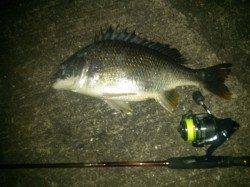 舞洲　チニングでキビレ＆セイゴ　アタリは多く楽しめる