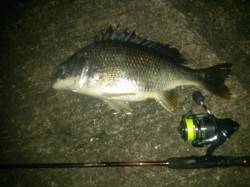 舞洲　チニングでキビレ＆セイゴ　アタリは多…