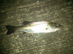 舞洲　チニングでキビレ＆セイゴ　アタリは多く楽しめる