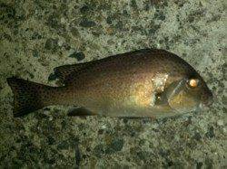 堺・一本松漁港　夜のフカセ釣りでヘダイ＆コロダイ