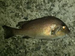 堺・一本松漁港　夜のフカセ釣りでヘダイ＆コ…