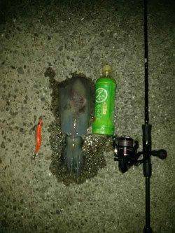 堺・一本松漁港　エギングでアオリイカ2ハイも型は残念