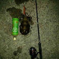 堺・一本松漁港　エギングでアオリイカ2ハイも型は残念