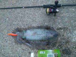 堺・一本松漁港　デカイカ狙いのエギングで朝5時にキロアップがヒット！