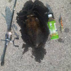 堺・一本松漁港　夜中から明け方のエギングでアオリイカ6パイ！