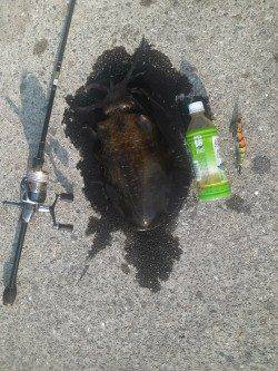 堺・一本松漁港　夜中から明け方のエギングでアオリイカ6パイ！