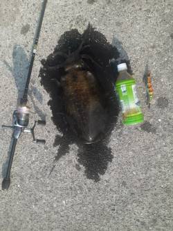 堺・一本松漁港　夜中から明け方のエギングで…