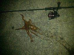 堺・一本松漁港で朝エギング、アオリにタコ